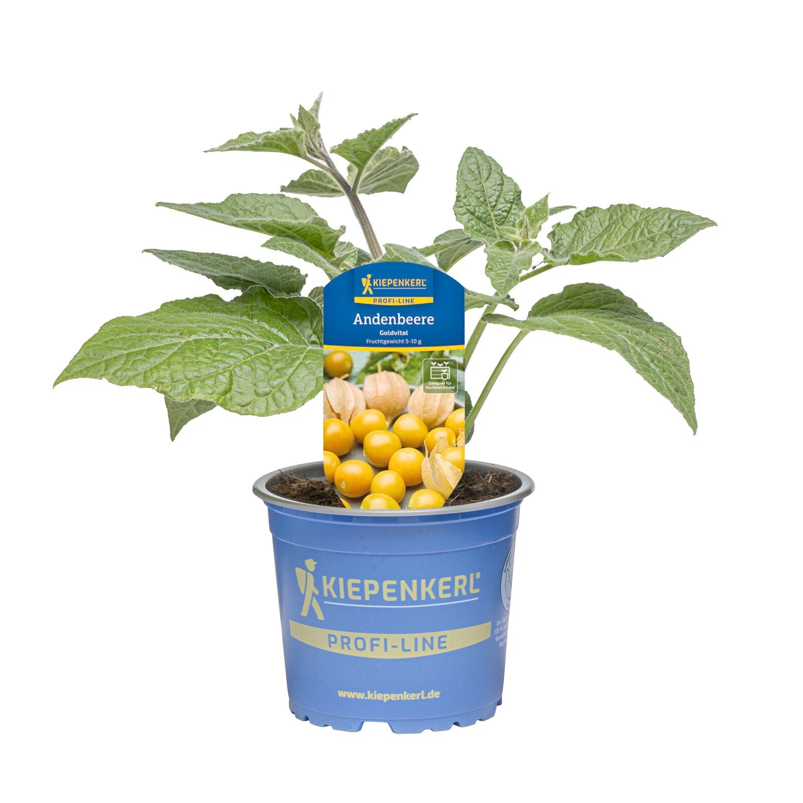 Pflanzen für Dich Gemüsepflanze Andenbeere Goldvital 12cm Topf