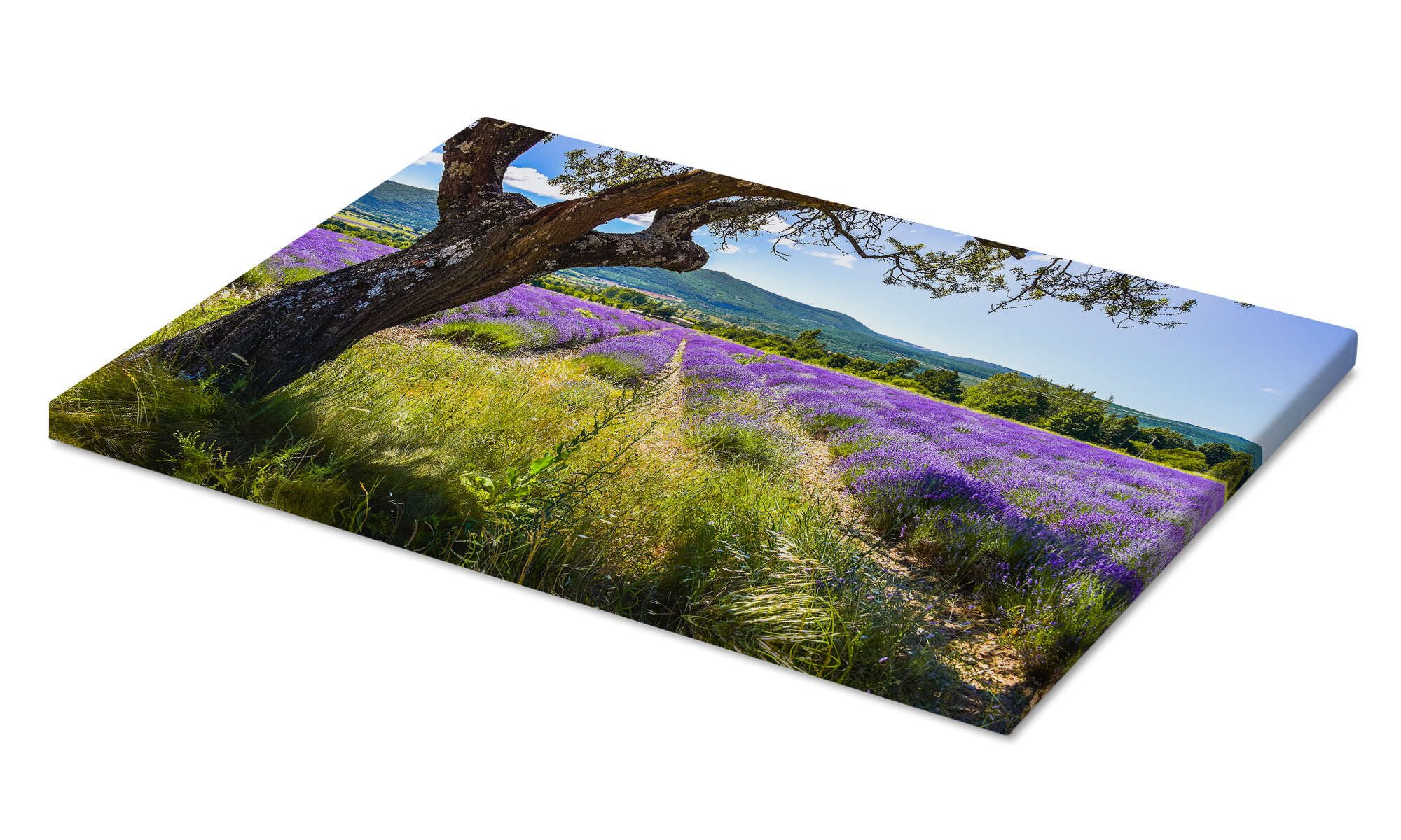 Posterlounge Wandbild Blick aufs Lavendelfeld, Jürgen Feuerer, erhältlich a günstig online kaufen