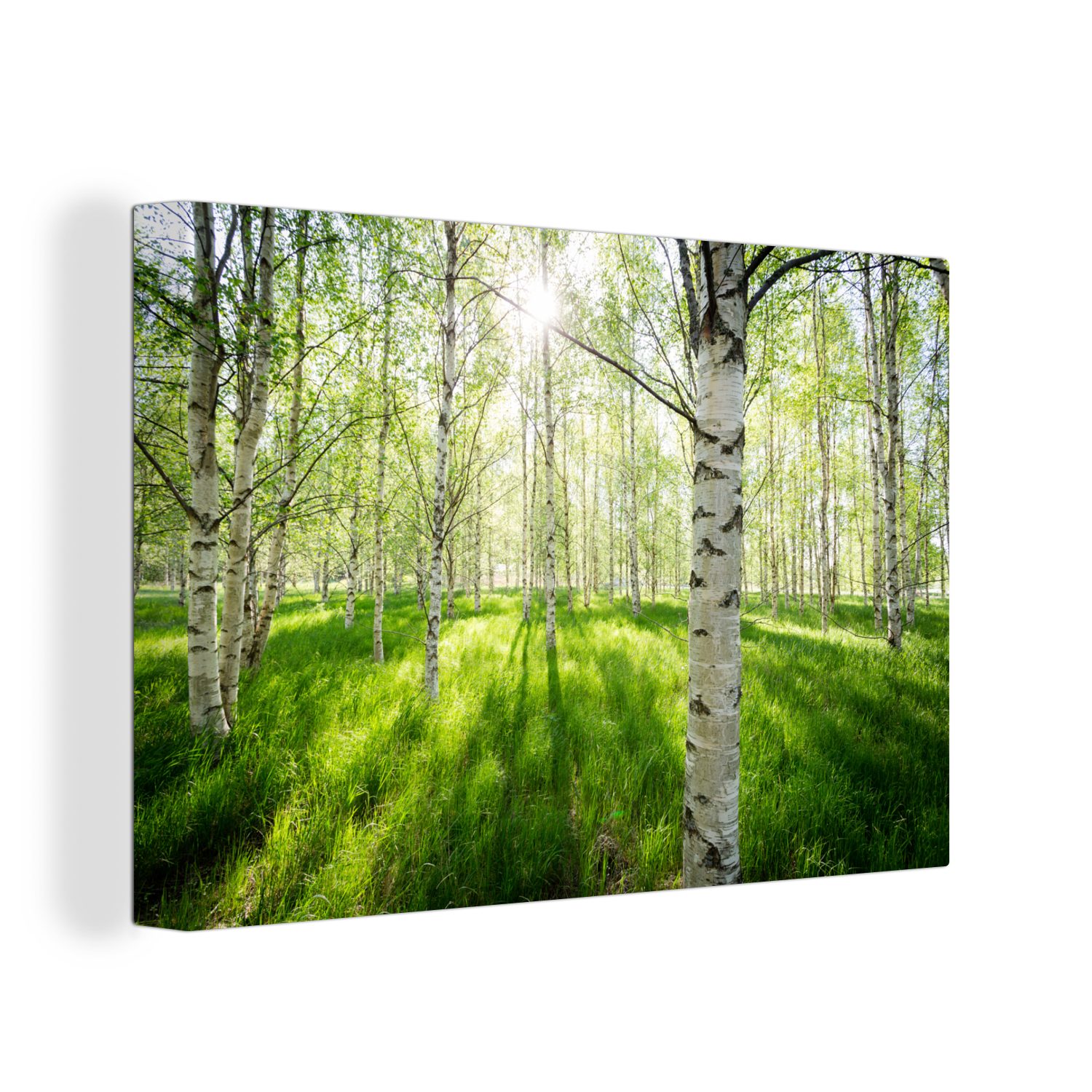 OneMillionCanvasses® Leinwandbild Birke - Wald - günstig online kaufen