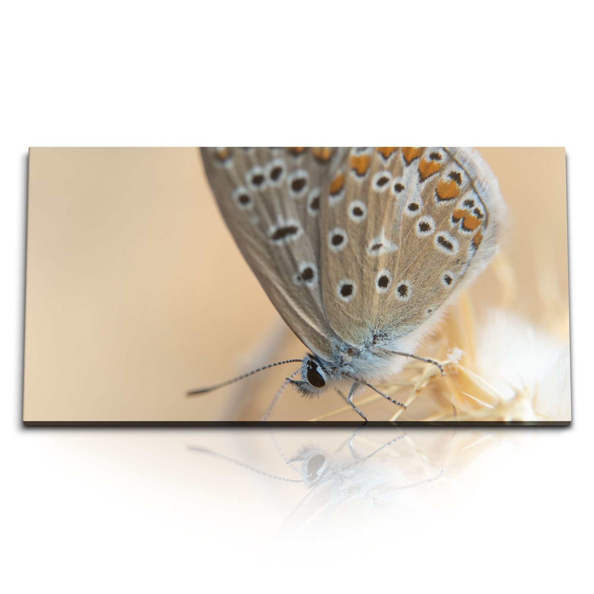 Leinwandbild Kunstdruck Bilder 120x60cm Makrofotografie Schmetterling Natur Tierfot
