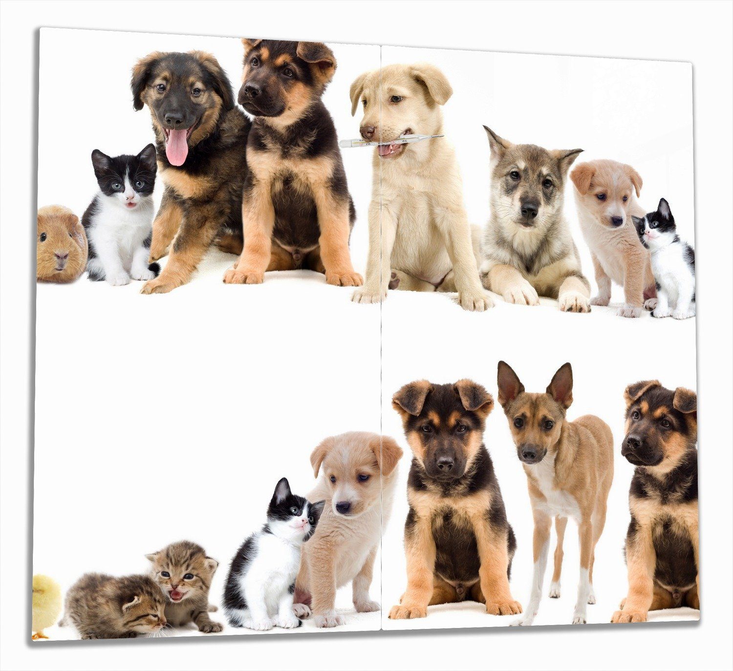 Wallario Herd-Abdeckplatte Süße Haustiere - Katzen Hunde Hamster Küken, ESG-Sicherheitsglas, (Glasplatte, 2 tlg., inkl. 5mm Noppen), verschiedene Größen