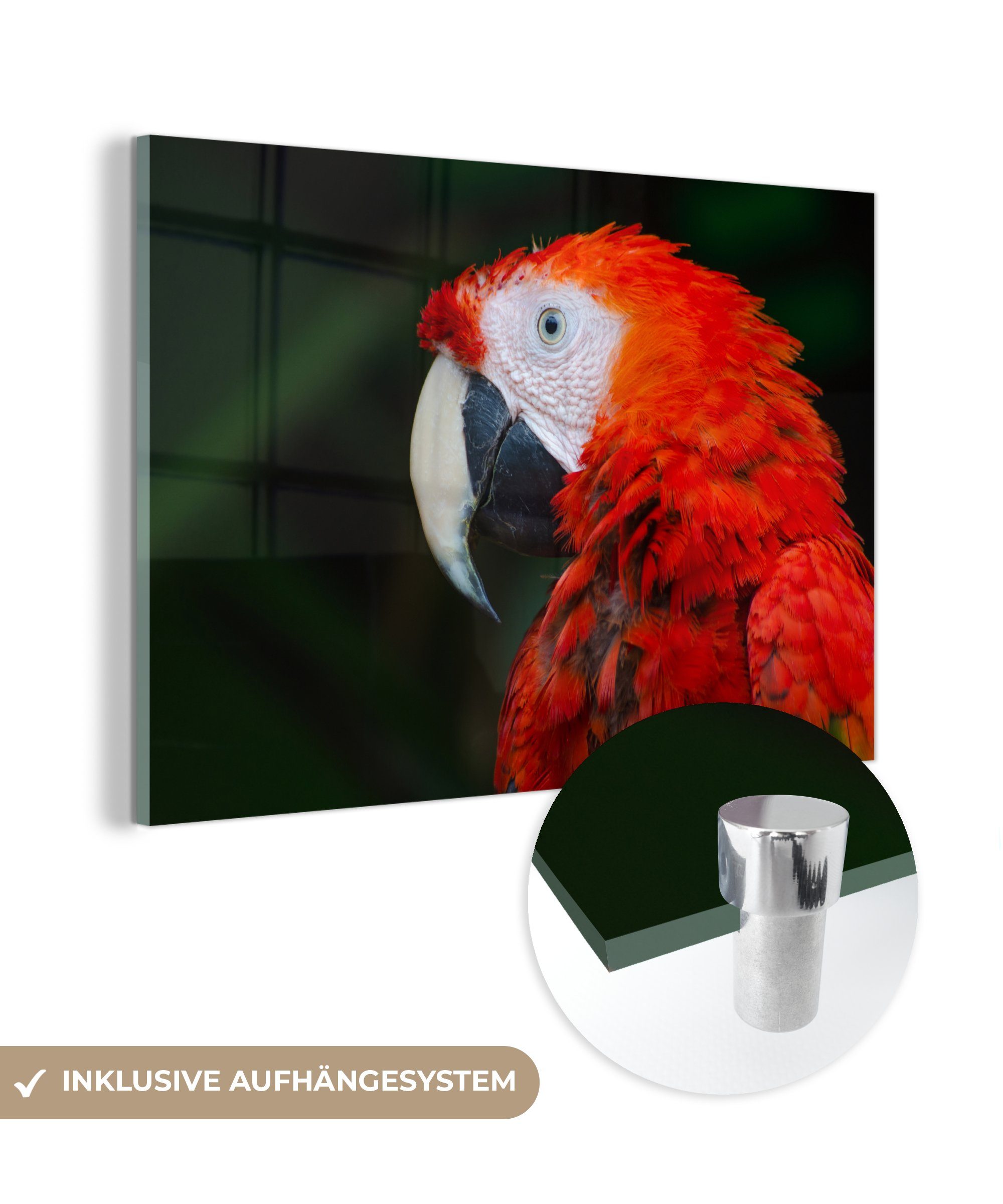 MuchoWow Acrylglasbild Tiere - Vogel - Papagei, (1 St), Acrylglasbilder Wohnzimmer & Schlafzimmer