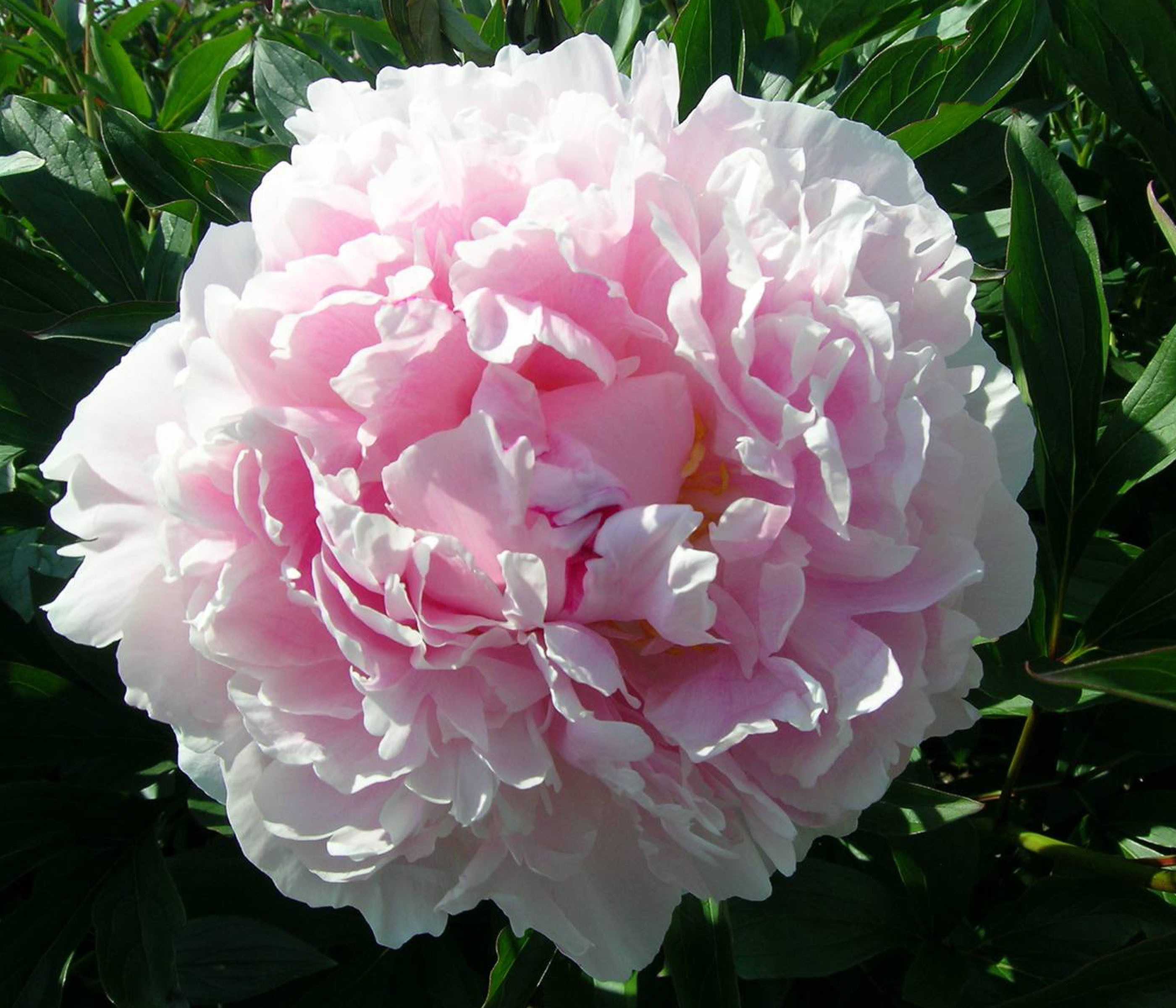 Dehner Staude Edel-Pfingstrose, gefüllte / duftende Blüten, 20-30 cm, 2 l Topf