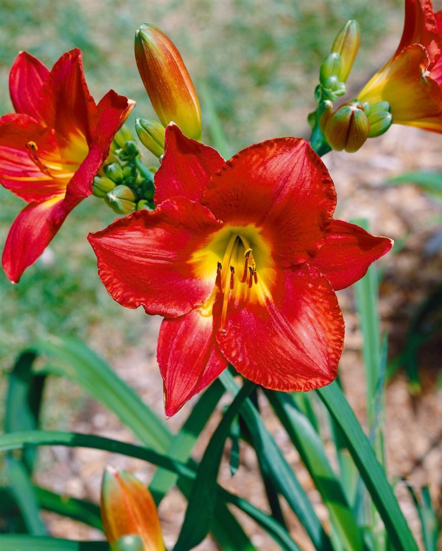Pflanzen für Dich Staude Hemerocallis 'Christmas Is', 1 St., Taglilie