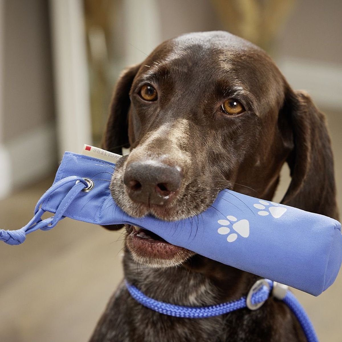 Wolters Hunde-Dummy Adventure Dummy blau