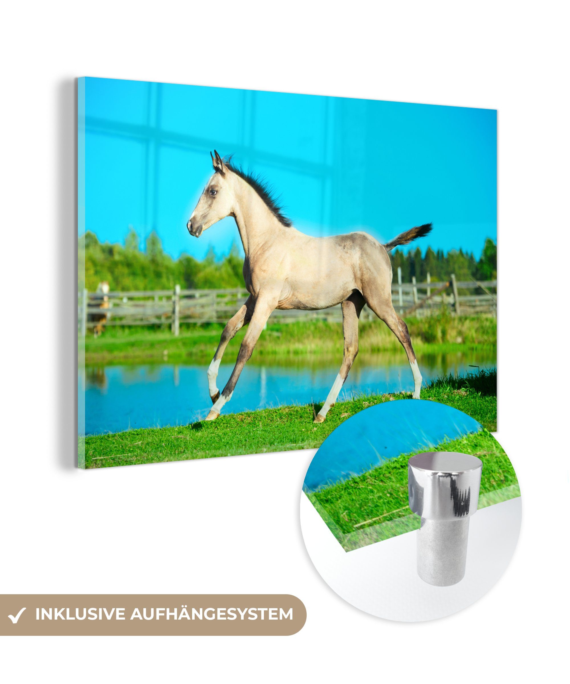 MuchoWow Acrylglasbild Pferd - See - Gras, (1 St), Acrylglasbilder Wohnzimmer & Schlafzimmer | Bilder