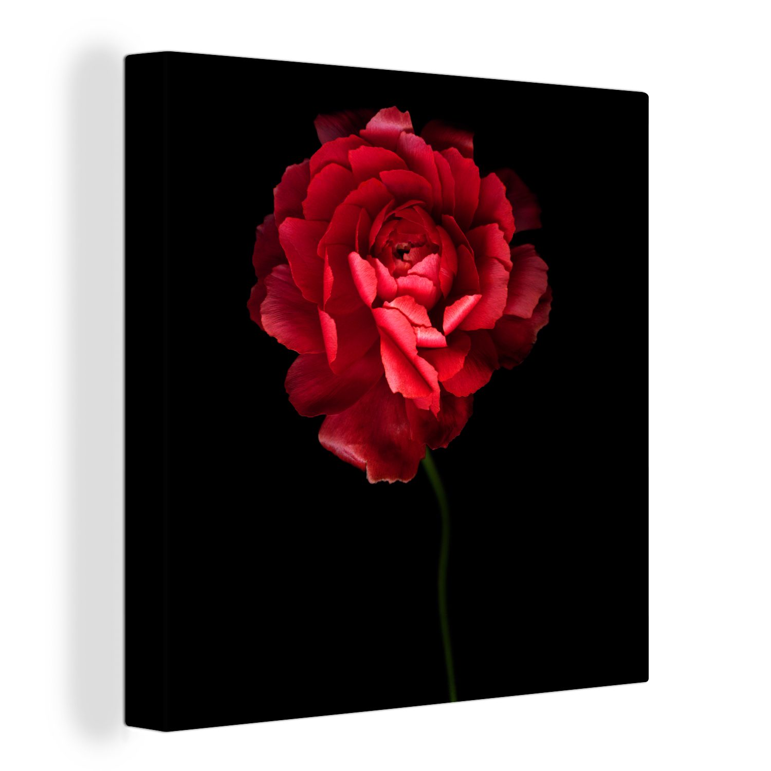 OneMillionCanvasses® Leinwandbild Eine rote Butterblume mit schwarzem Hintergrund, (1 St), Leinwand Bilder für Wohnzimmer Schlafzimmer