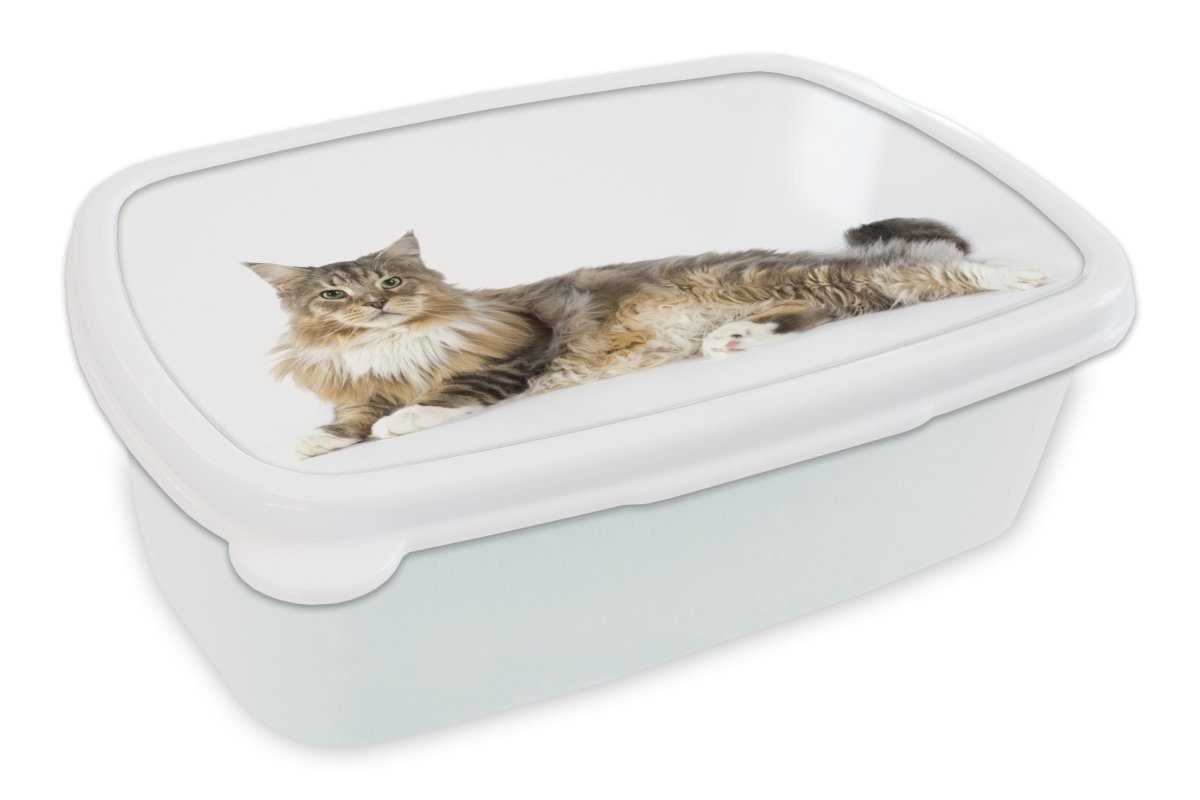 MuchoWow Lunchbox Studioaufnahme einer bunten Maine Coon Katze, Kunststoff, (2-tlg), Brotbox für Kinder und Erwachsene, Brotdose, für Jungs und Mädchen weiß