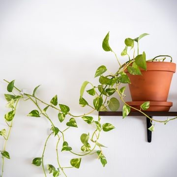 relaxdays Gartenpflege-Set Pflanzenclips selbstklebend im 240er Set