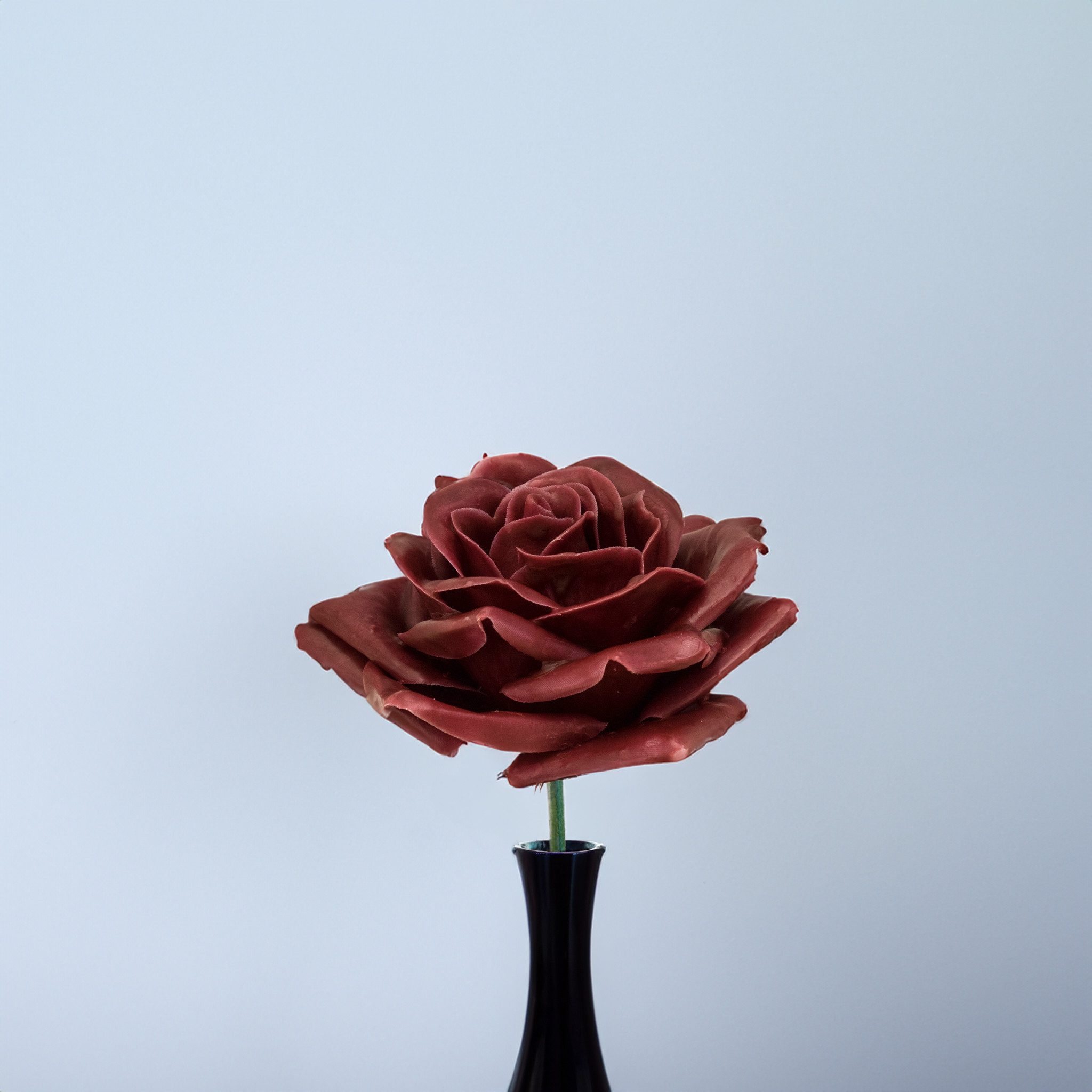 matches21 HOME & HOBBY Bastelnaturmaterial Große Wachs-Blüten Textil-Rosen günstig online kaufen