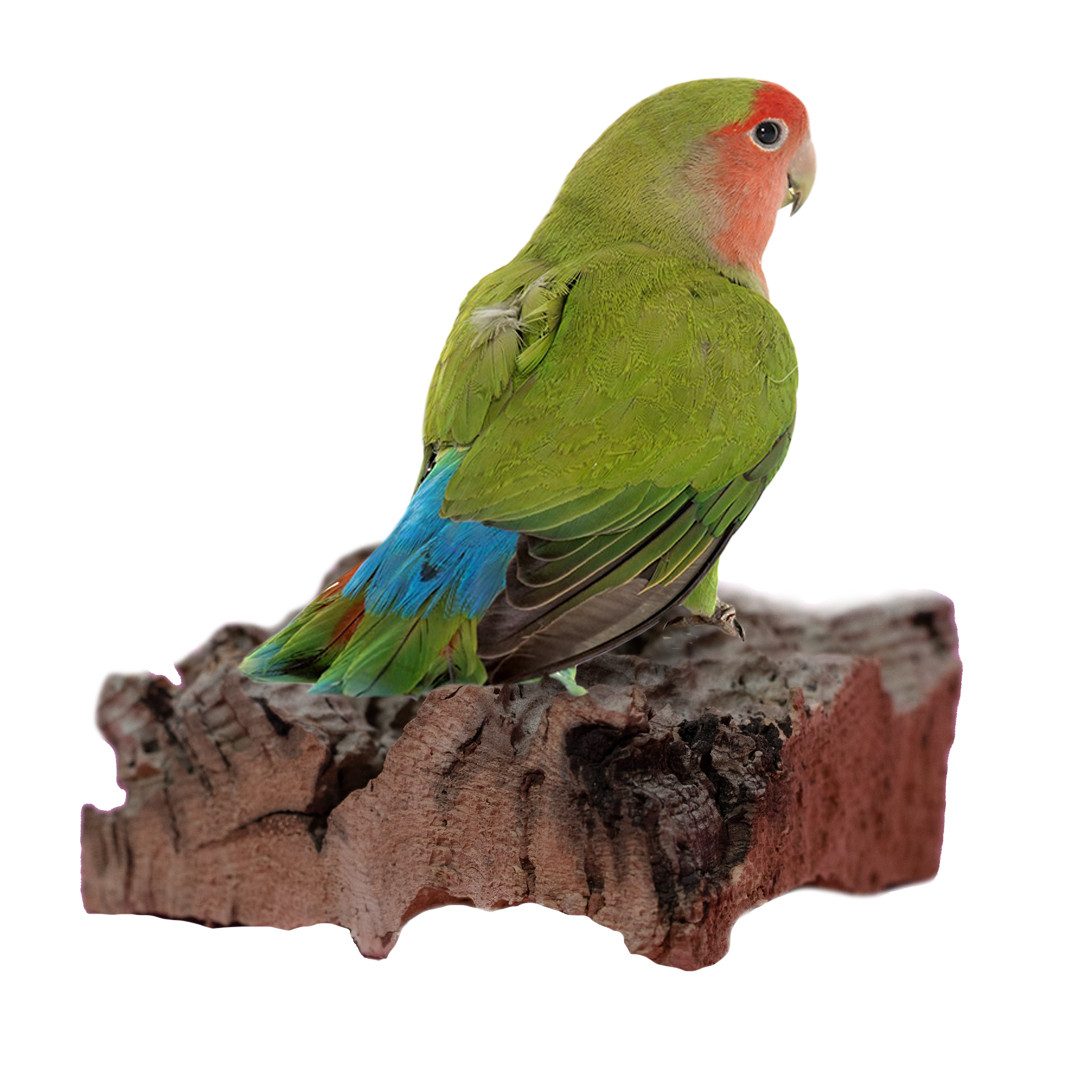 Kork-Deko.de Vogelspielplatz Vogel Sitzbrett Korkrinde 15×15 cm – großes Kork Sitzbrett für Vögel