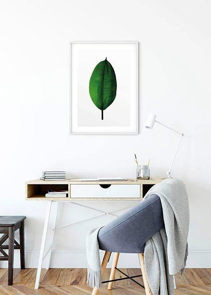 Komar Bild Ficus Leaf, Blätter, Pflanzen (1 St), Wandbild zur Dekoration - ohne Rahmen