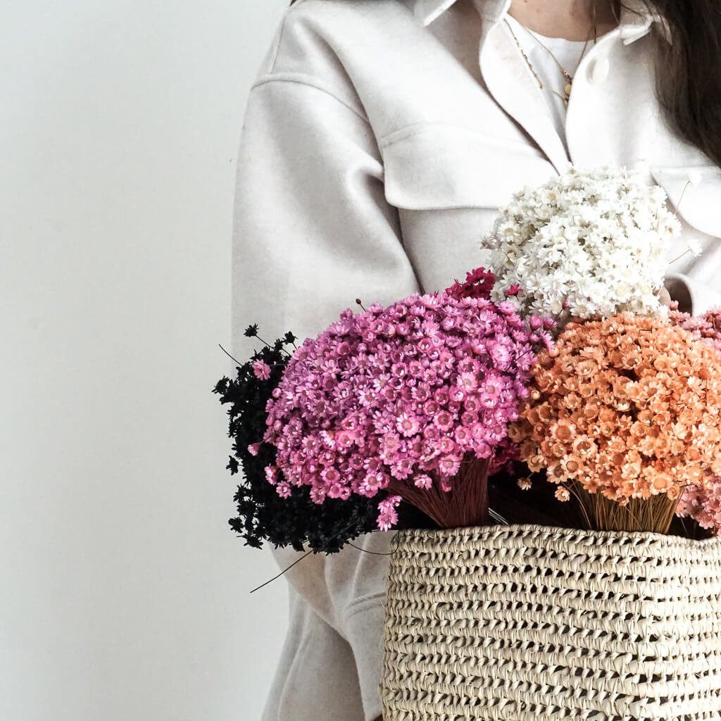 Trockenblume Glixia in Vielfalt: Farbenprächtige Trockenblumen für ein krea günstig online kaufen