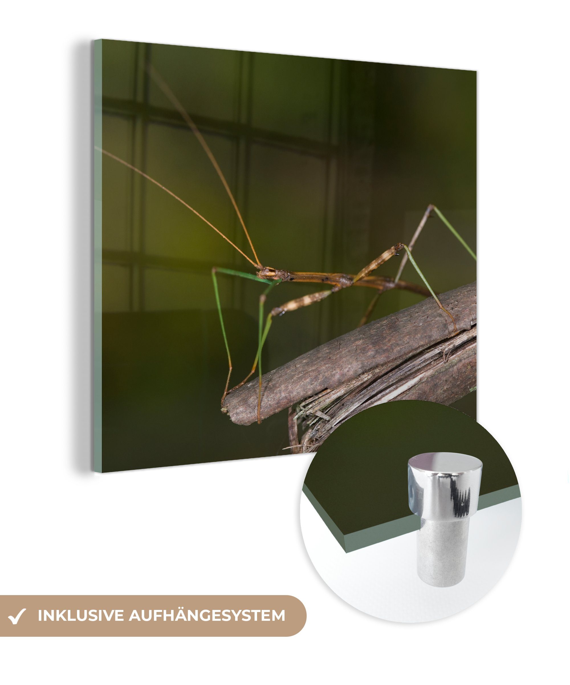 MuchoWow Acrylglasbild Eine Stabheuschrecke sitzt auf einem Stock, (1 St), Glasbilder - Bilder auf Glas Wandbild - Foto auf Glas - Wanddekoration