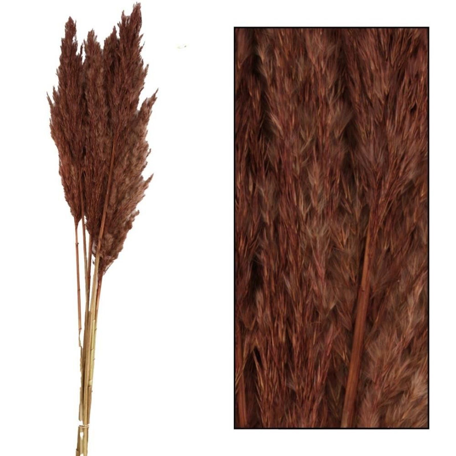 dunkelrot Trockenblume 70g, - Plume cm Arundo reed - Pfahlrohr DIJK donax - - 78,6