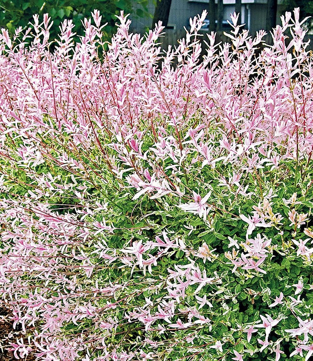 BALDUR Garten Hecken Salix-Hecke 'Hakuro Nishiki', im 9x9 cm Topf, 1 St., Harlekinweide, winterhart, mehrjährig, blickdicht