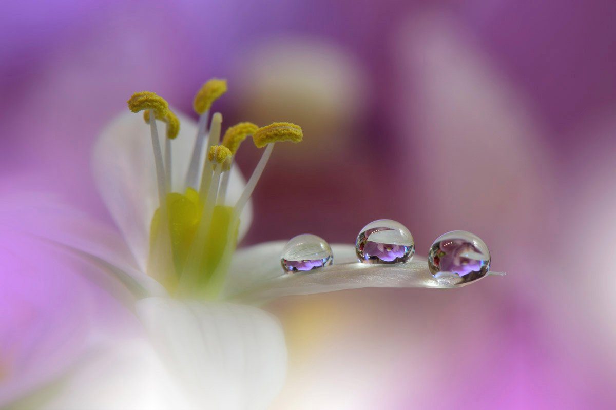 Blume mit Papermoon Wassertropfen Zen Fototapete Makro