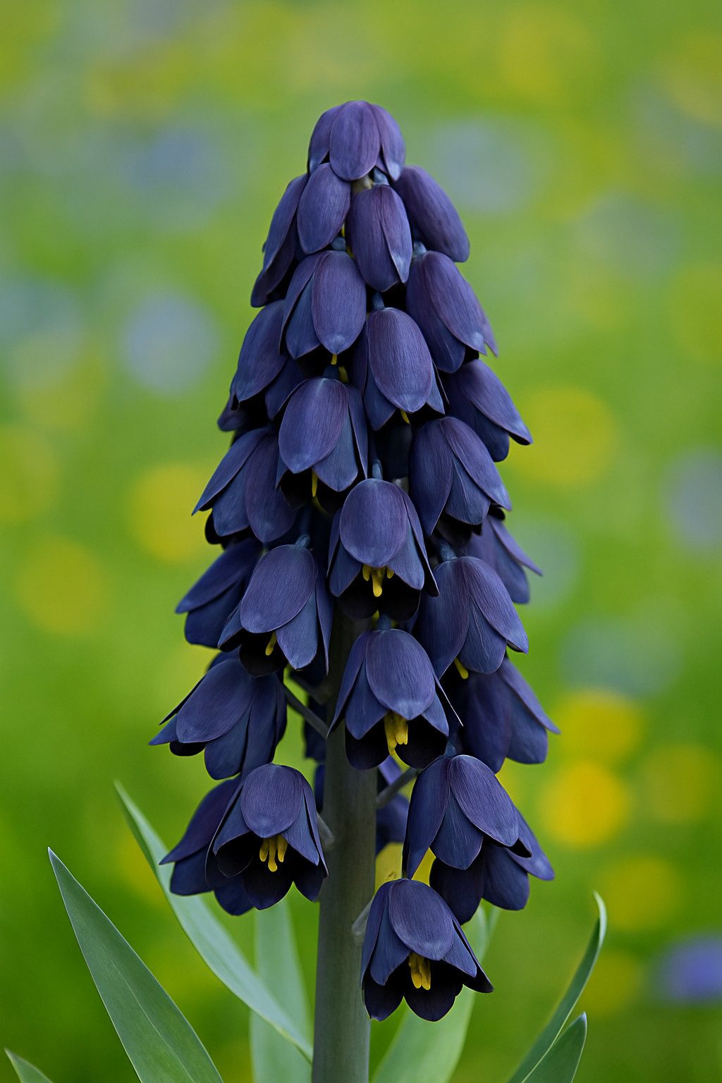 Exotenherz Blumenzwiebeln Exotenherz Blumenzwiebeln - Kaiserkrone Fritillaria persica (5 Stück), (5-St)
