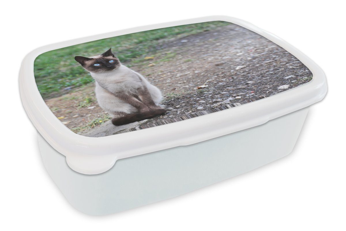 MuchoWow Lunchbox Siamesische Katze sitzt auf einer Kröte, Kunststoff, (2-tlg), Brotbox für Kinder und Erwachsene, Brotdose, für Jungs und Mädchen weiß
