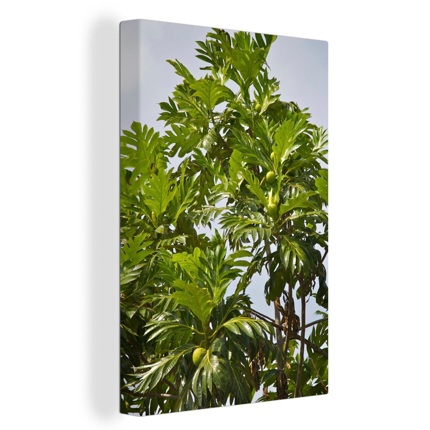 OneMillionCanvasses® Leinwandbild Ein Brotfruchtbaum in einem tropischen Gebiet auf Jamaika, (1 St), Leinwandbild fertig bespannt inkl. Zackenaufhänger, Gemälde, 20x30 cm