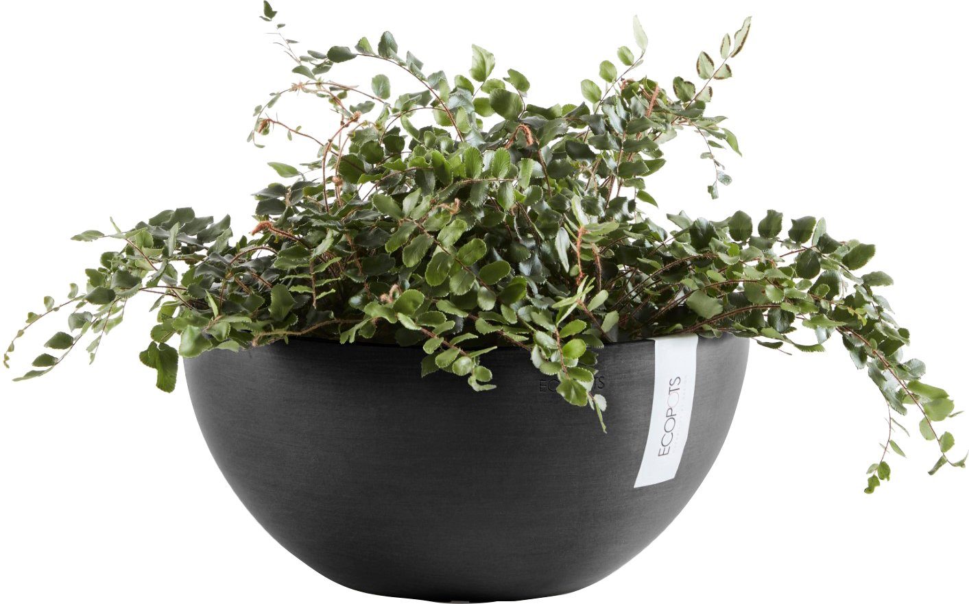 ECOPOTS Blumentopf BRUSSELS Dark Grey, 30x30x14 cm BxTxH