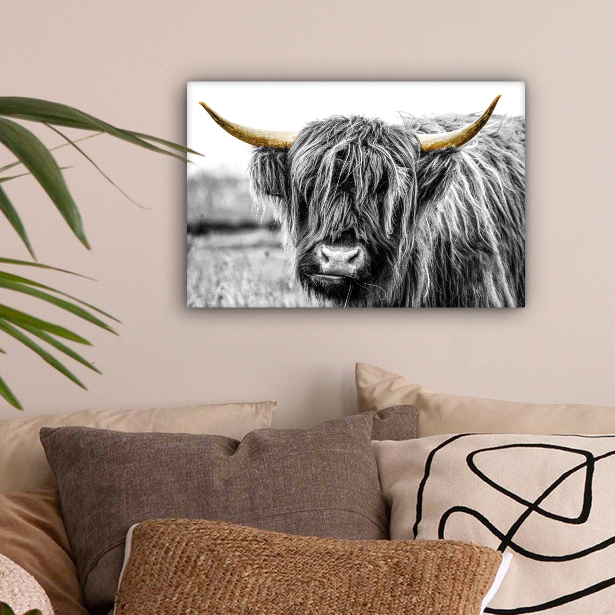 OneMillionCanvasses® Leinwandbild Schottischer Highlander - Hörner günstig online kaufen