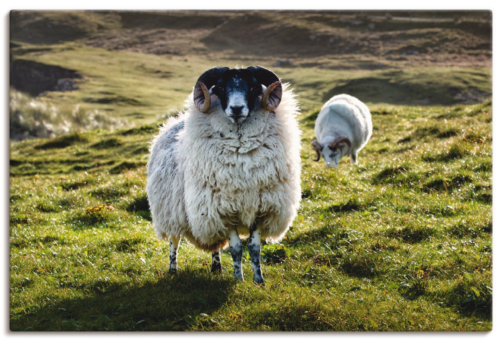 Artland Wandbild Schaf, Haustiere (1 St), als Alubild, Leinwandbild,  Wandaufkleber oder Poster in versch. Größen