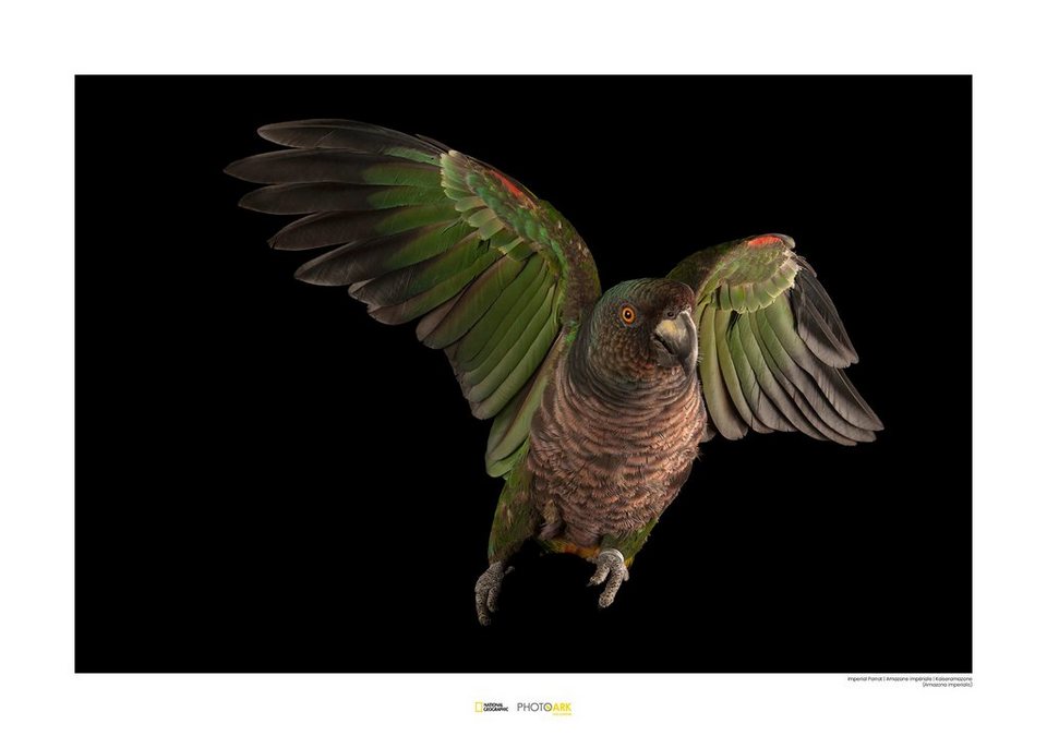 Komar Poster Imperial Parrot, Tiere, Höhe: 30cm