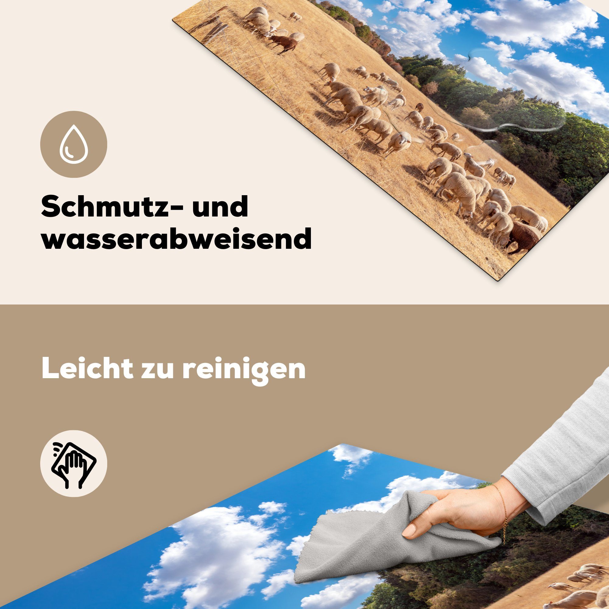 Schafen Vinyl, küche, Herdblende-/Abdeckplatte Induktionskochfeld in Eine ausgetrocknete (1 die MuchoWow für Schutz mit cm, den Ceranfeldabdeckung Ardennen, 81x52 Wiese tlg),