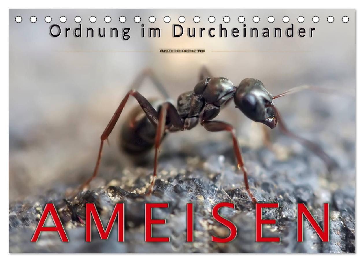 CALVENDO Wandkalender Ameisen - Ordnung im Durcheinander (Tischkalender 2026 DIN A5 quer), C