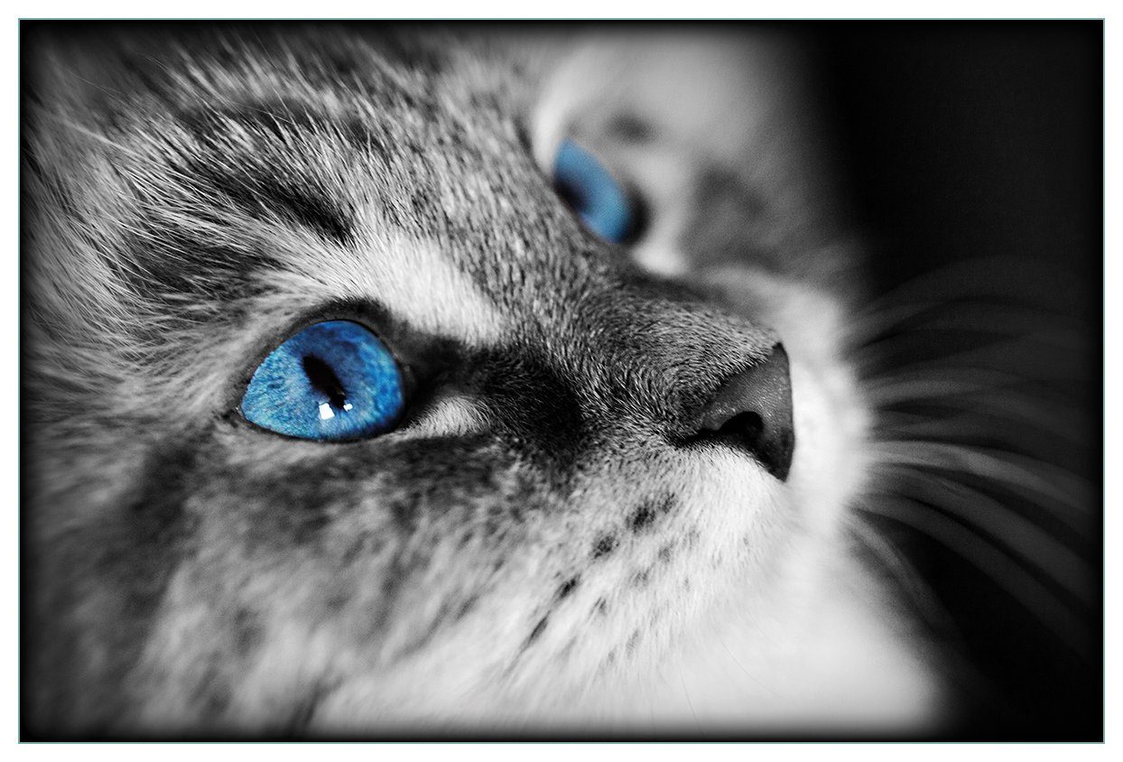Augen, mit (1-tlg) getigerte leuchtend Katze Schwarz-weiß Wallario Küchenrückwand blauen