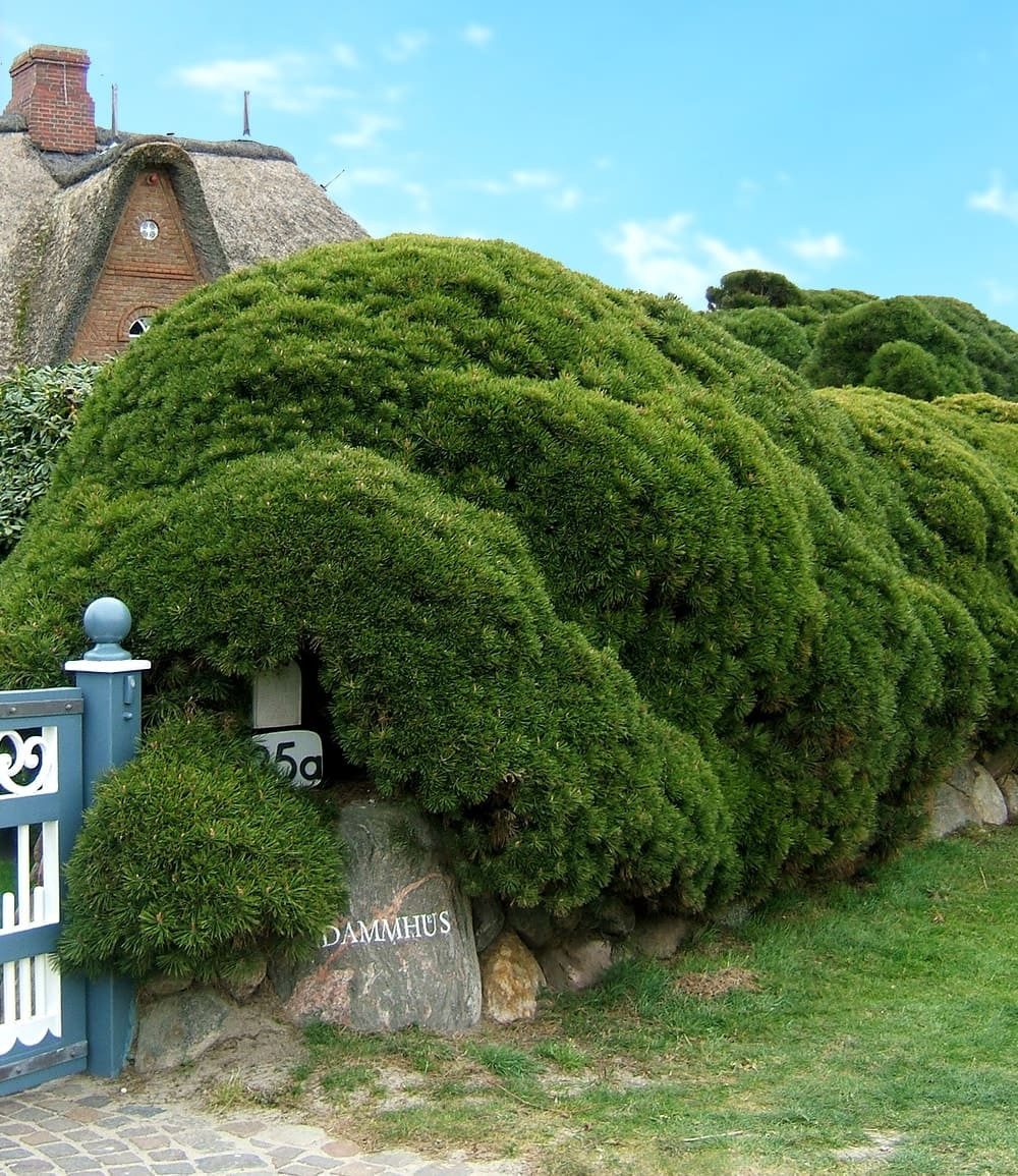 BALDUR Garten Hecken Pinien-Hecke, 1 St., Schnellwachsend, winterhart, duftend, pflegeleicht