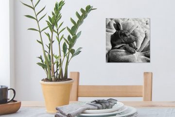 OneMillionCanvasses® Leinwandbild Niedlicher Dackel unter der Bettdecke liegend - schwarz und weiß, (1 St), Leinwand Bilder für Wohnzimmer Schlafzimmer