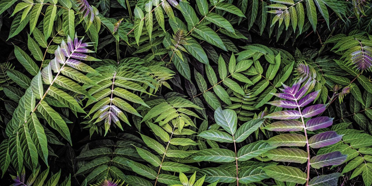 The Wall - the art of framing AG Wandbild Keilrahmenbild Greemleves 90 x 45 cm, Natur