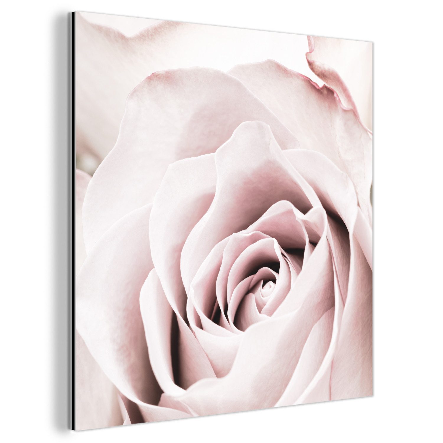 MuchoWow Metallbild Blumen - Rose - Rosa - Botanisch, Inkl. Aufhängung, Alu-Dibond-Druck, Wandbild aus Metall, Aluminium deko, 20x20 cm