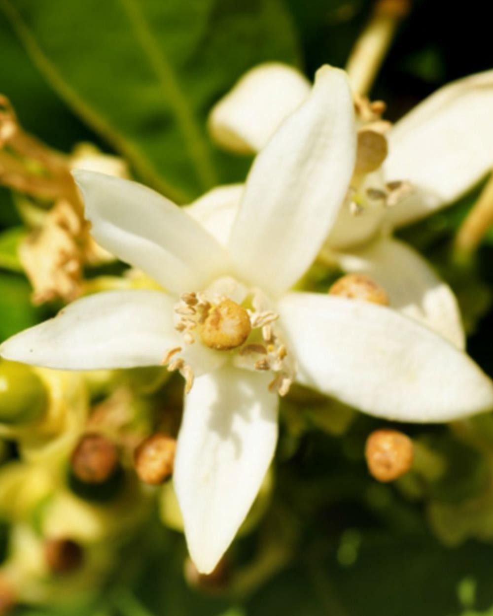 YODEYMA Eau de Parfum YODEYMA Parfum Iris (100 ml) - Eau de Parfum für Damen, Frau