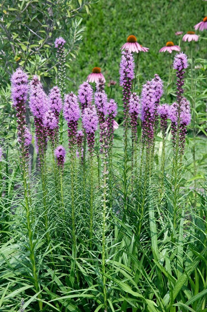 Pflanzen für Dich Staude Liatris spic. Floristan Violett, 1 St., Prachtscharte, Ährige Prachtscharte