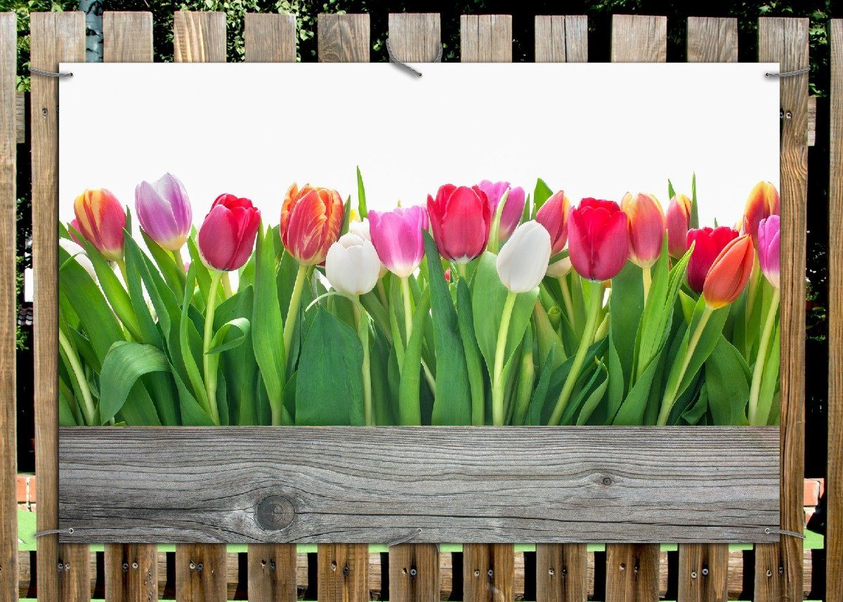 Thumbnail - Wallario Sichtschutzzaunmatten Rote weiße und pinke Tulpen im Frühling
