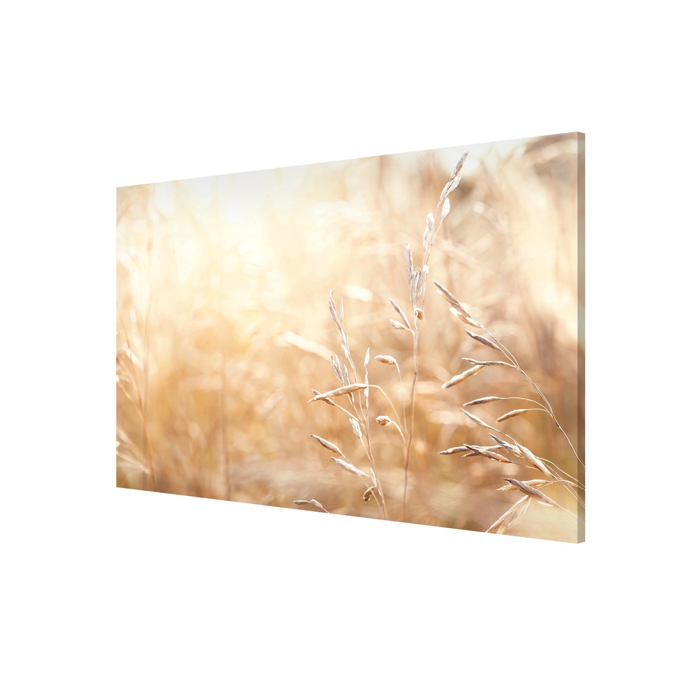 Bilderdepot24 Magnettafel Küche beige Gräser im Sonnenschein, (1-tlg., Magnetboard Pinnwand für die Wand - metallische Tafel für Magnete), Magnetwand groß mit Motiv Büro Memoboard magnetisch Querformat