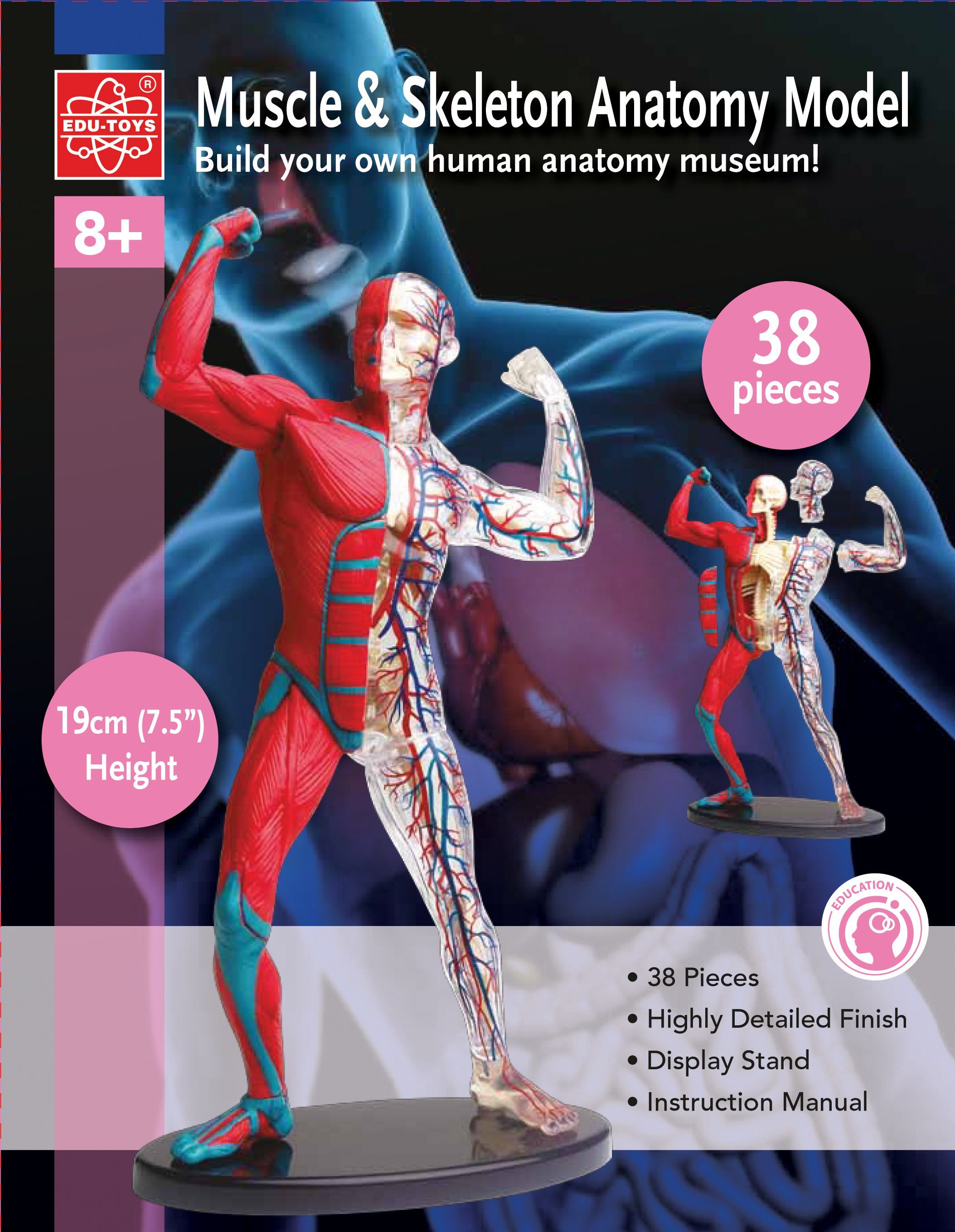(1-tlg) mit Edu-Toys cm Anatomisches und 19 Experimentierkasten Bausatz, Modell Muskeln, Knochen Blutbahnen