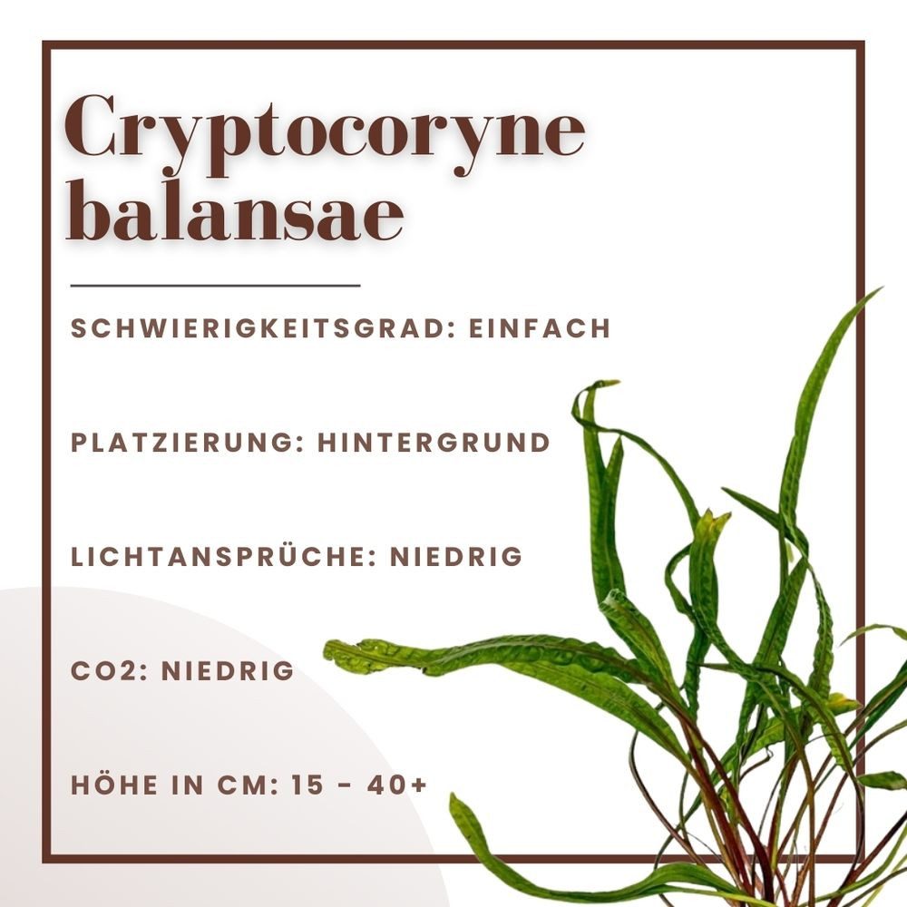 Aquaone Wasserpflanze Aquarium Pflanze Cryptocoryne balansae Topf Nr.309B günstig online kaufen