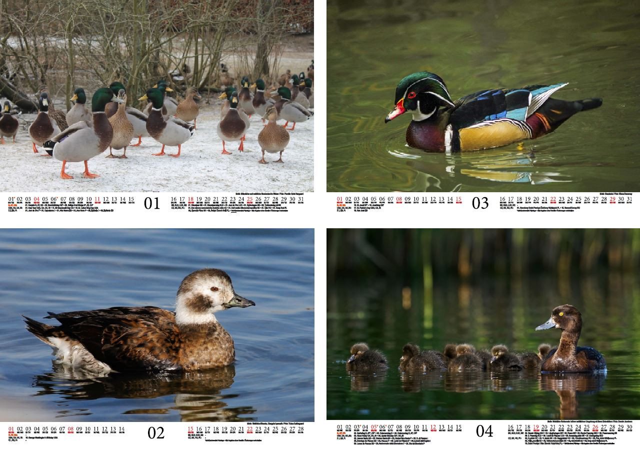 Thumbnail - Seelenzauber Wandkalender Entenzauber DIN A4 Kalender für 2026 Enten - Seelenzauber
