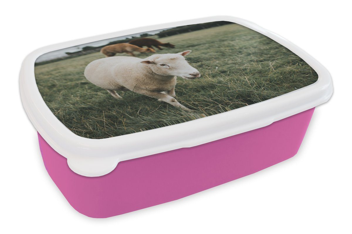 rosa Kunststoff Brotbox Snackbox, Mädchen, Lunchbox Tiere - Schafe - Gras, Erwachsene, Kinder, Brotdose MuchoWow für (2-tlg), Kunststoff,