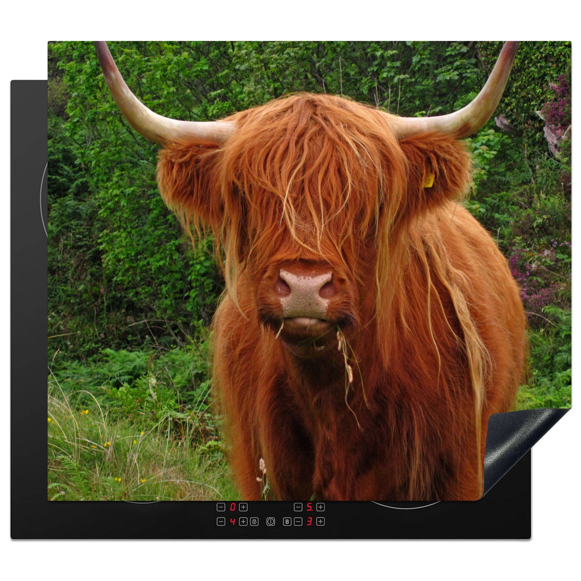 MuchoWow Herdblende-/Abdeckplatte Schottischer Highlander - Kuh - Gras, Vinyl, (1 tlg), 59x52 cm, Ceranfeldabdeckung für die küche, Induktionsmatte