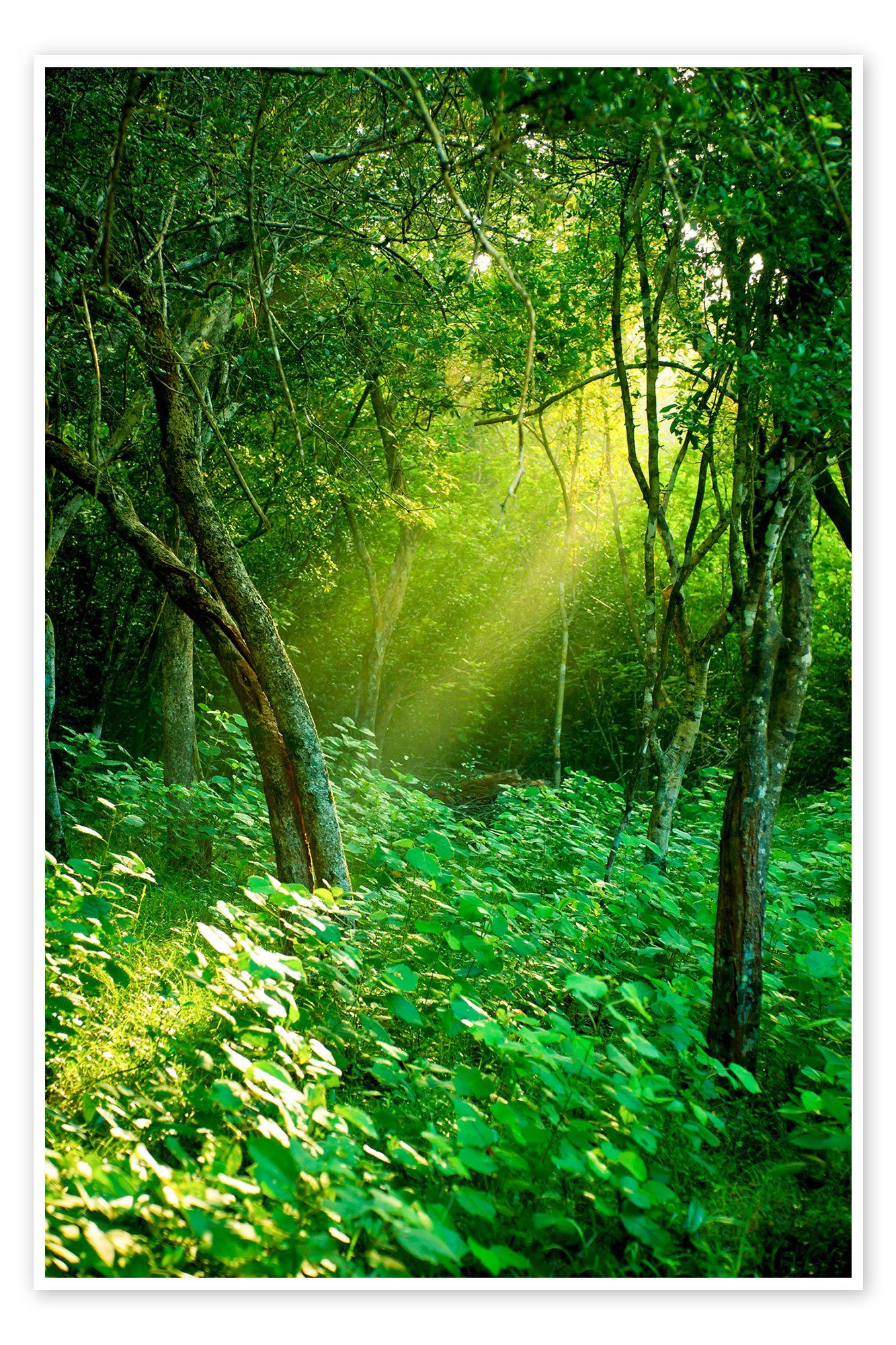 Posterlounge Poster Editors Choice, Tageslichtstrahlen im Regenwald in Sri Lanka, Fotografie