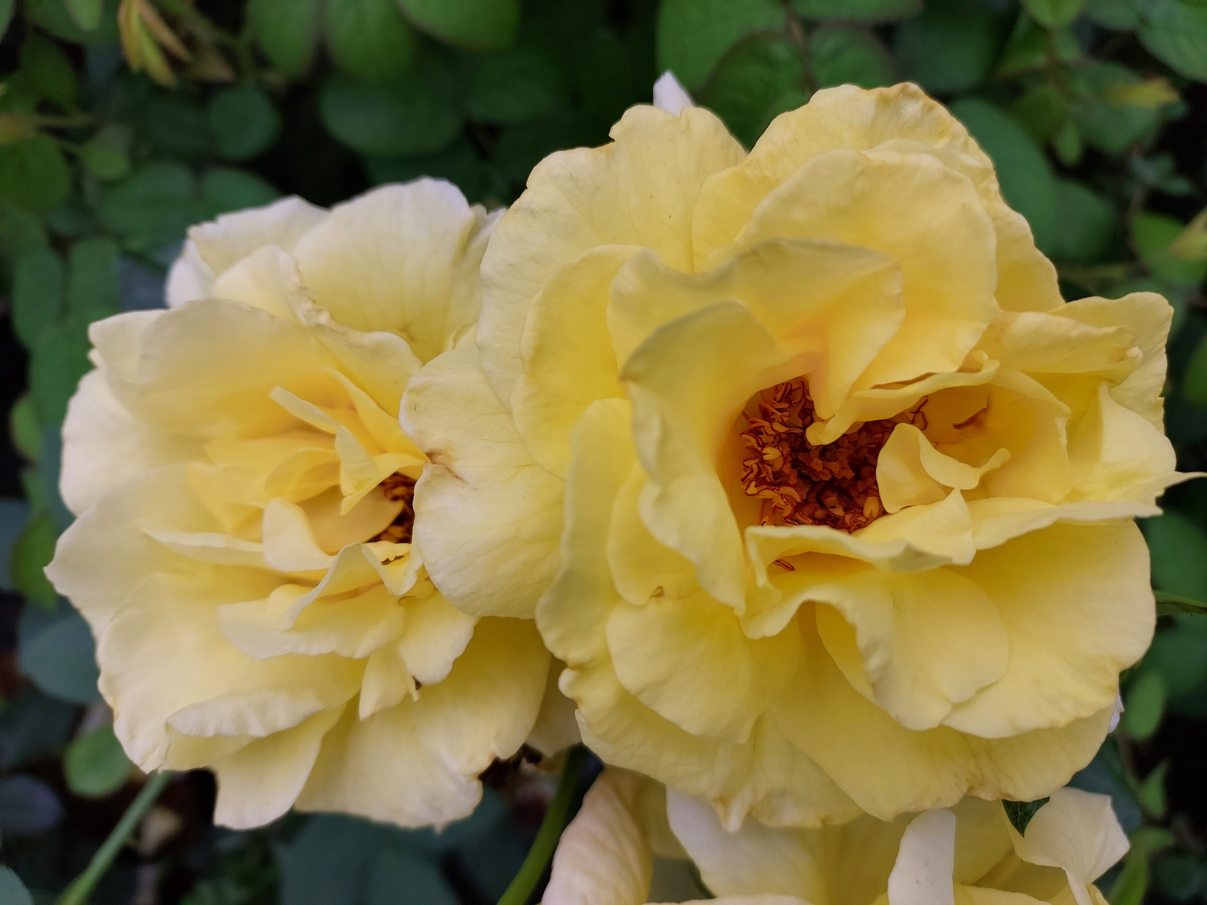 Baumschule Gold Rose Rose Lichtkönigin Lucia Strauch Rose im Topf ca.60-80cm