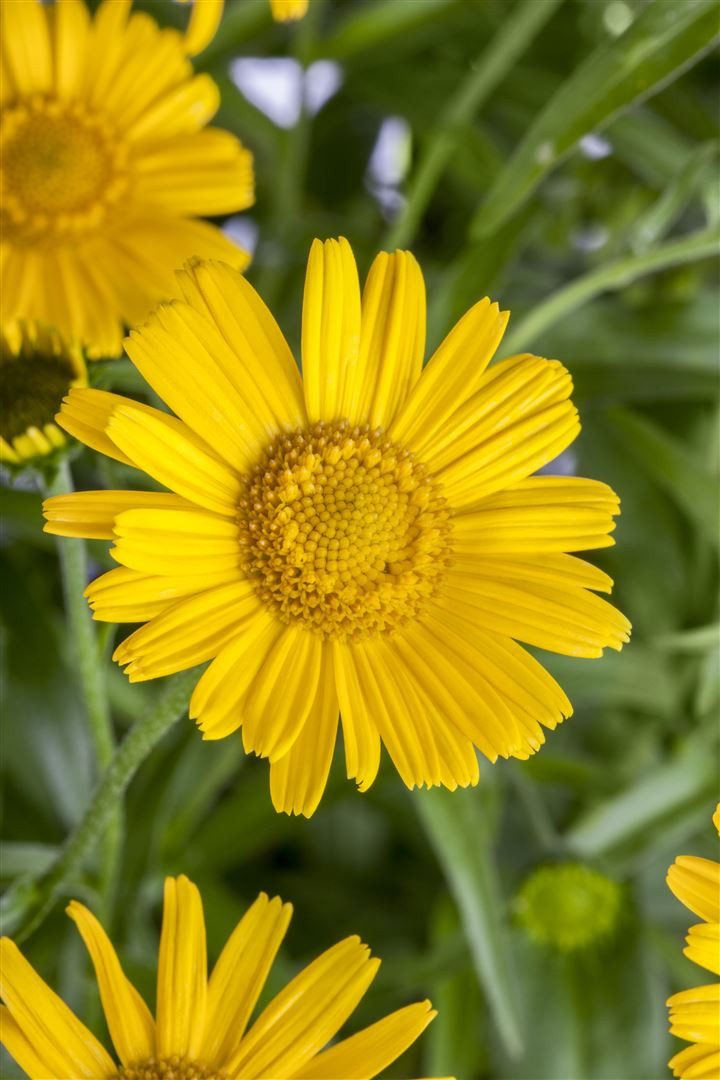 Pflanzen für Dich Staude Buphthalmum salicifolium, 1 St., Weidenblättriges Ochsenauge, Ochsenauge