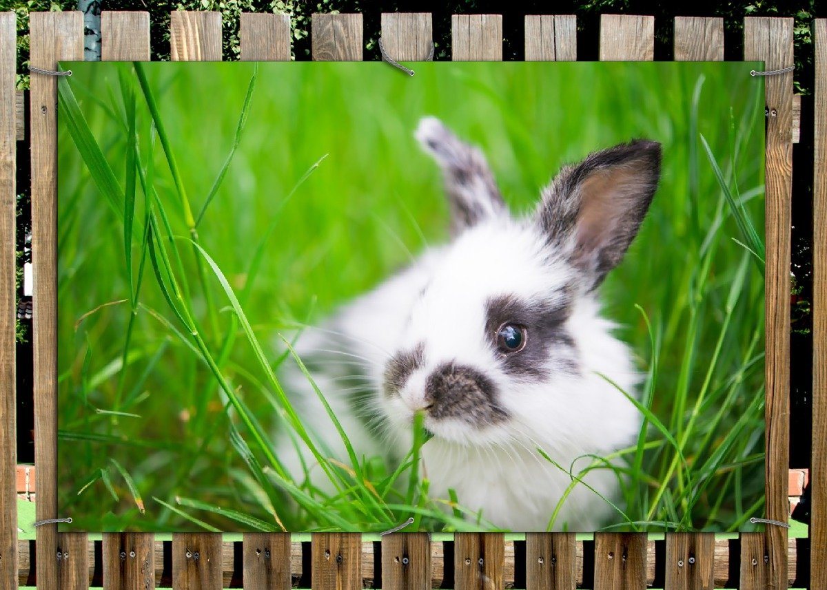 Thumbnail - Wallario Sichtschutzzaunmatten Süßer Hase im grünen Gras