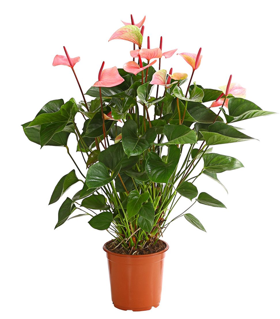 Dehner Zimmerpflanze Große Flamingoblume, Anthurium, Summerlove, 70 - 80 cm, Ø Topf 21 cm, prächtige zartrosa Hochblätter