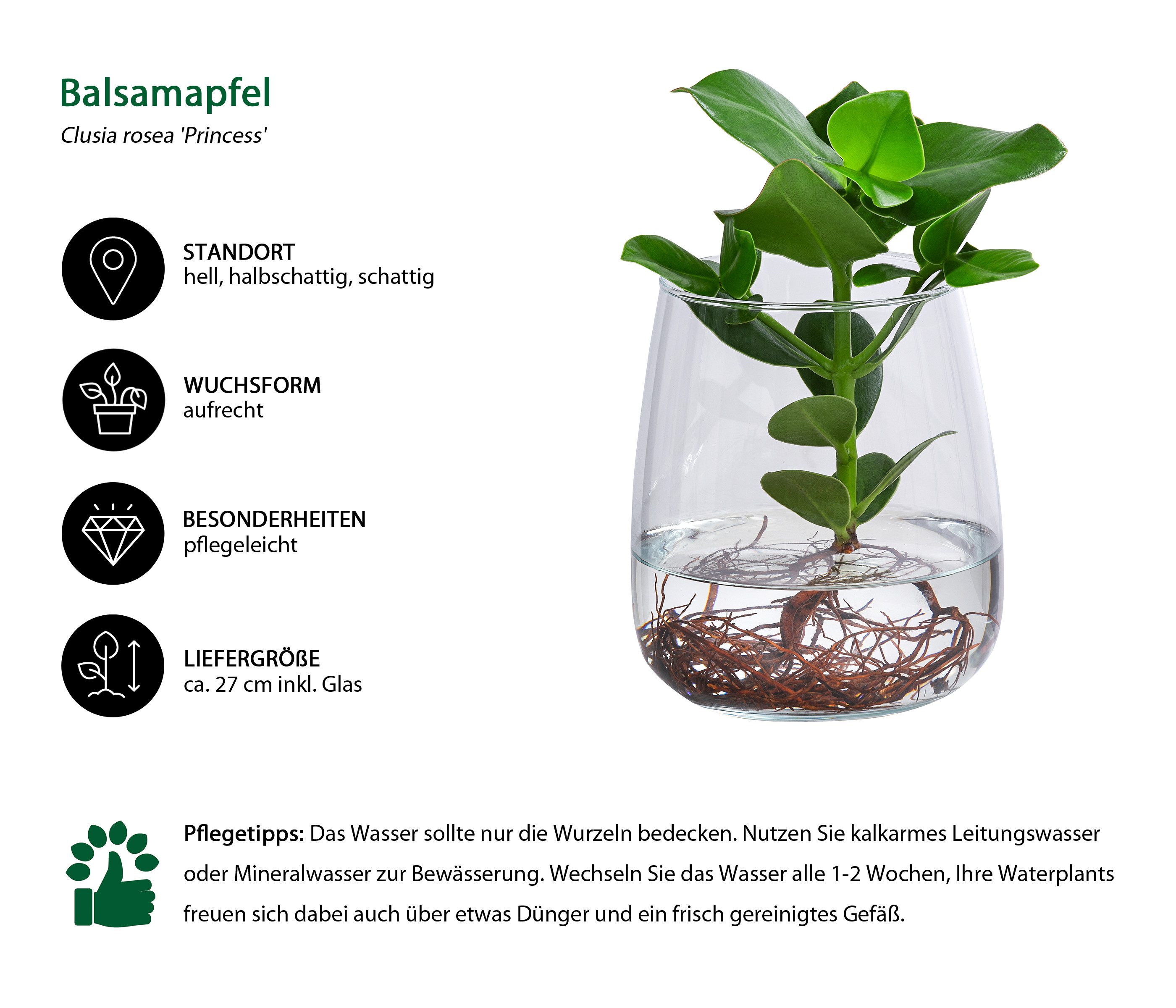 Dehner Zimmerpflanze Waterplant Balsamapfel Kingston, Clusia rosea Princess günstig online kaufen